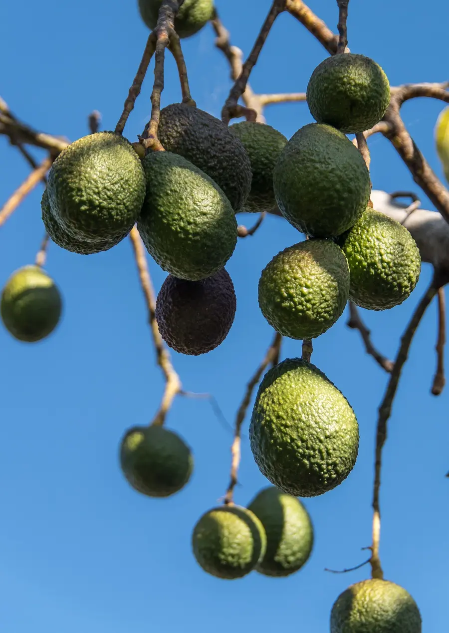 Vaniglia e avocado a rischio a causa del clima