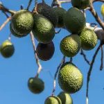 Vaniglia e avocado a rischio a causa del clima